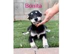 Adopt Bonita a Labrador Retriever, Husky