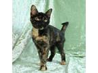 Adopt Callie a Domestic Short Hair