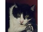 Adopt Ruth a Domestic Short Hair