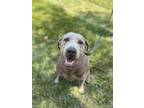 Adopt Bella a Labrador Retriever