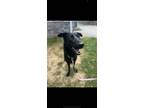 Adopt Velvet a Labrador Retriever