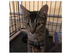 Adopt Mona Lisa a Domestic Short Hair