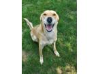 Adopt Arya a Mixed Breed