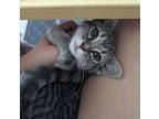Adopt Ashlyn a Tabby