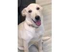 Adopt Sooki a Corgi, Australian Cattle Dog / Blue Heeler