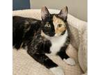Adopt Baby a Domestic Short Hair