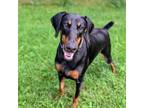Adopt 7806 Kelly a Doberman Pinscher