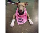 Adopt Matcha a Pit Bull Terrier, Mixed Breed