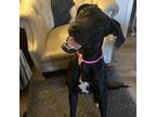 Adopt Sequoia a Great Dane, Black Labrador Retriever