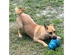 Adopt Terra-Good with cats! a Mountain Cur, German Shepherd Dog