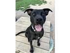Adopt Euli a Mixed Breed