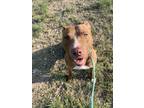 Adopt Sheena a Mixed Breed