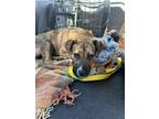 Adopt Foxy a Mixed Breed