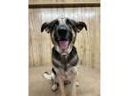 Adopt Lily a German Shepherd Dog