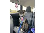 Adopt Maple a Mixed Breed