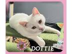 Adopt Dottie a Domestic Short Hair