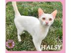 Adopt Halsy a Domestic Short Hair