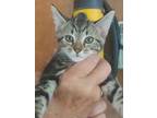 Adopt Jade a Domestic Short Hair