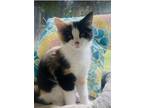 Adopt Daisy a Domestic Long Hair