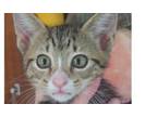 Adopt Jazzy a Domestic Short Hair