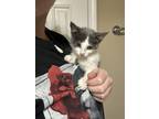 Adopt Peace a Domestic Short Hair
