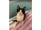 Adopt Posie a Domestic Short Hair