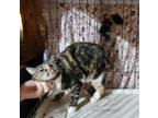 Adopt Glenda (A139794) a British Shorthair, American Shorthair