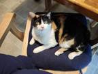 Adopt Pebbles a Domestic Short Hair
