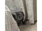Adopt Baby a Domestic Medium Hair
