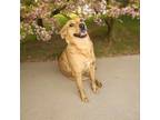Adopt Marry a Mixed Breed