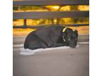 Adopt Jennelle a Pit Bull Terrier
