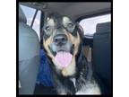 Adopt Gamora a Australian Cattle Dog / Blue Heeler, Border Collie