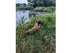 Adopt Dixie a Boxer