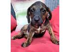 Adopt Aster a Labrador Retriever, German Shepherd Dog