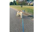 Adopt Bagel a Australian Shepherd, Border Collie