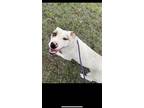 Adopt Mango a Pit Bull Terrier
