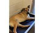Adopt Jessie a Mixed Breed