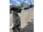 Adopt Penny a Australian Cattle Dog / Blue Heeler