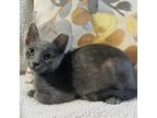 Adopt Patty a Domestic Short Hair, Russian Blue