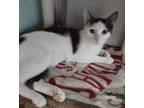 Adopt Cheese a Domestic Short Hair