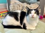 Adopt Holstein a Domestic Short Hair