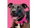 Adopt Raven a American Staffordshire Terrier