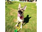 Adopt Haflinger a Shepherd, Mixed Breed