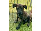 Adopt Pontoon a Cattle Dog, Mixed Breed