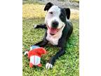 Adopt Annabelle a Terrier