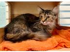 Adopt Godzilla a Domestic Medium Hair