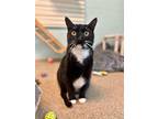 Adopt Moo a Domestic Short Hair