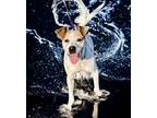 Adopt Shandy a Jack Russell Terrier, Hound