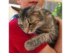 Adopt Mrs. Jenkins a Domestic Medium Hair