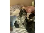 Adopt Phoebe a German Wirehaired Pointer, Cocker Spaniel